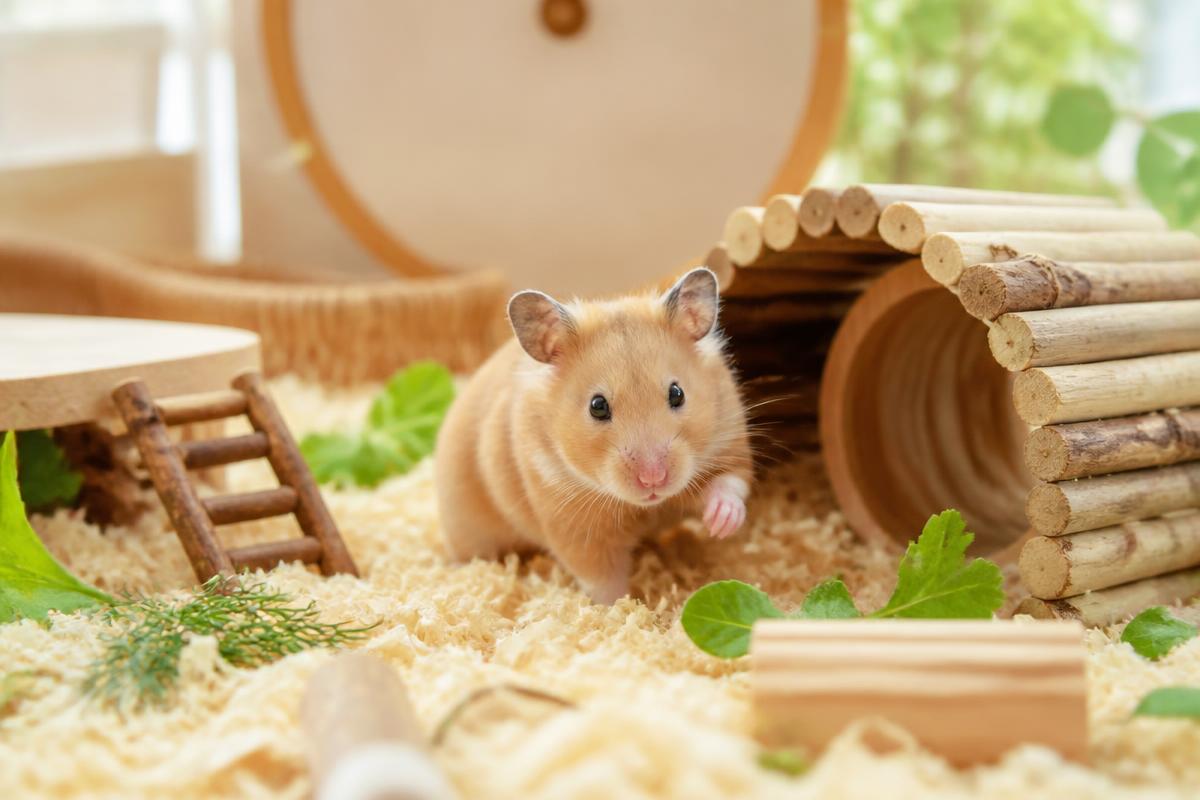 A hamster exploring a well-built habitat with bedding and hides